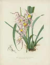 The Speckled Odontoglot